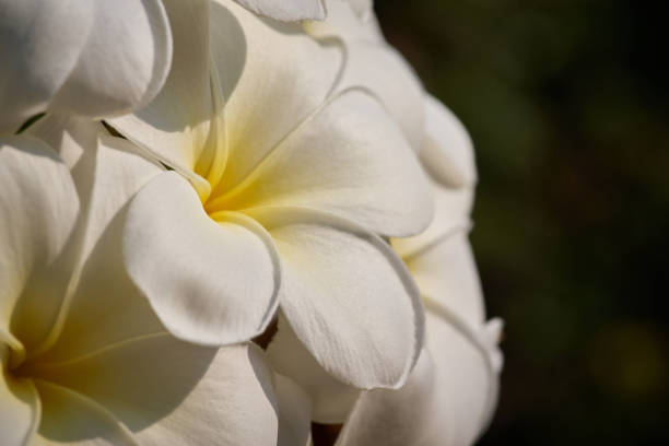 Bunch of white plumeria flowers