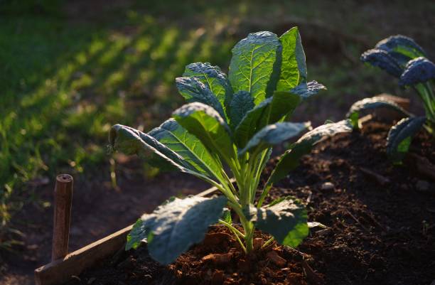 Close-up view the kale leaves with sunight stock photo