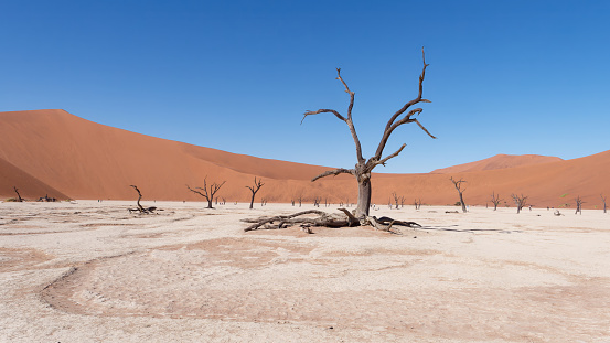 Dead acacia trees (Acacia erioloba) in Deadvlei in the Namib-Naukluft National Park in Namibia