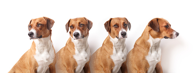 Medium size brown puppy dog sitting in a row in multiple views. Serious or bored. Female Harrier mix dog. Selective focus. White background.