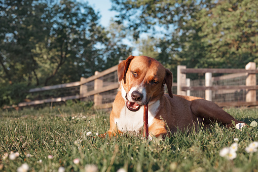 Front view of puppy dog chewing on a beef bully stick enjoying a summer day. Dental health. 1 year old female Harrier mix dog. Selective focus.