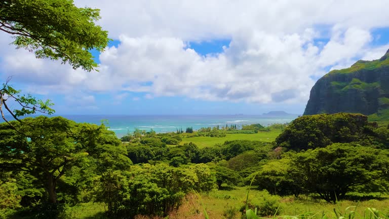 Majestic scenery of Hawaii mountains and ocean which remind Jurassic Park landscape. Beautiful Hawaiian nature. Cinematic view of Oahu island.  Peaceful lawn during sunny day. Exotic wild nature