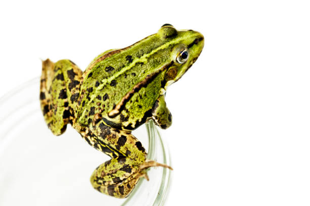 istock Young Frog Escaping from a Glass Jar. 160910280