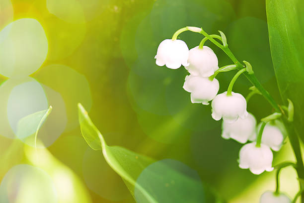 Lily of the valley on green background with sunshine stock photo