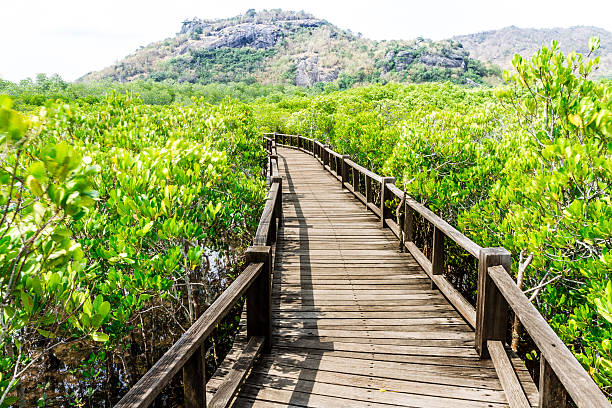 istock wooden bridge on mangrove forest 160910762