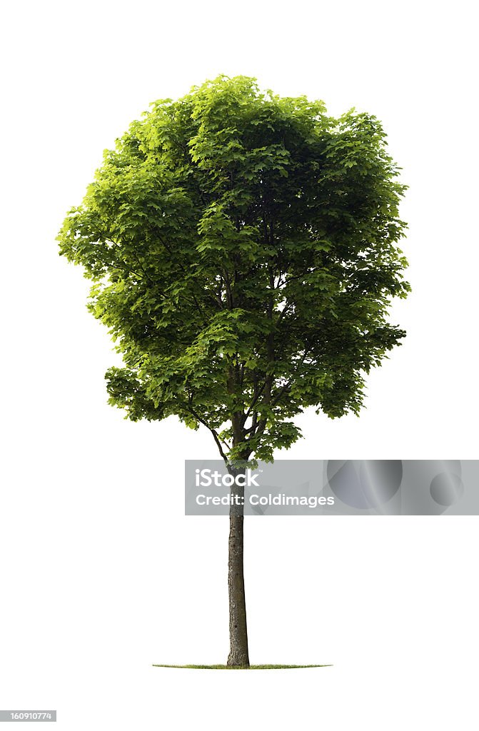 Tree - Zbiór zdjęć royalty-free (Drzewo)