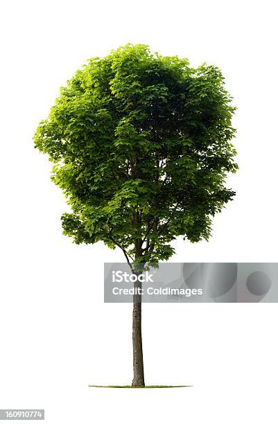 Tree - zdjęcia stockowe i więcej obrazów Drzewo - Drzewo, Neutralne tło, Białe tło