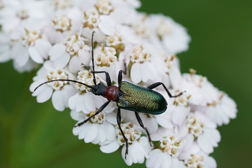 Natural closeup on a metallic green colored longhorn beetle, Gaurotes virginea sitting on white Achillea millefolium flowers