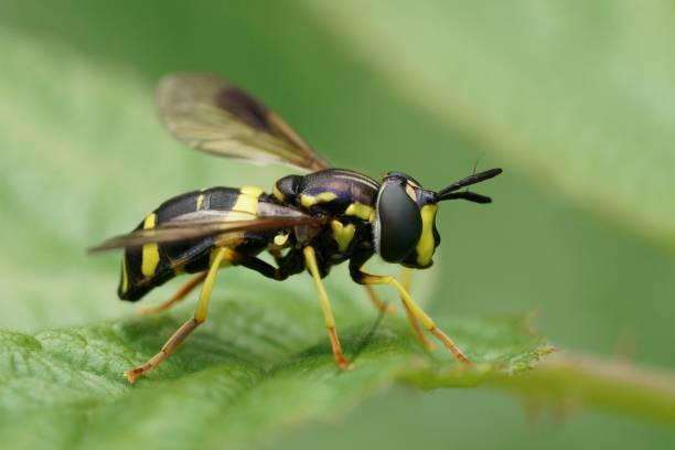 istock Closeup on a colorful Two-banded Spearhorn hoverfly, Chrysotoxum bicinctum sitting on a green leaf 1609110577