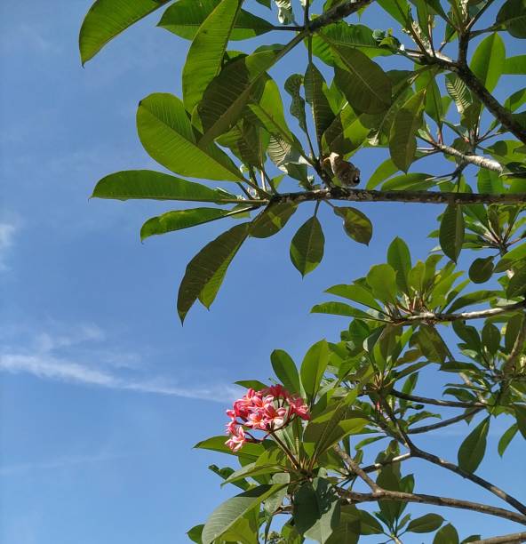 istock Cambodian plant with red flowers with a bright blue sky as a background 1609114281