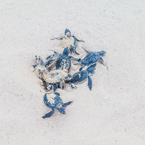 recientemente hatched col de tortugas de mar en la arena de la playa. - turtle young animal beach sand fotografías e imágenes de stock