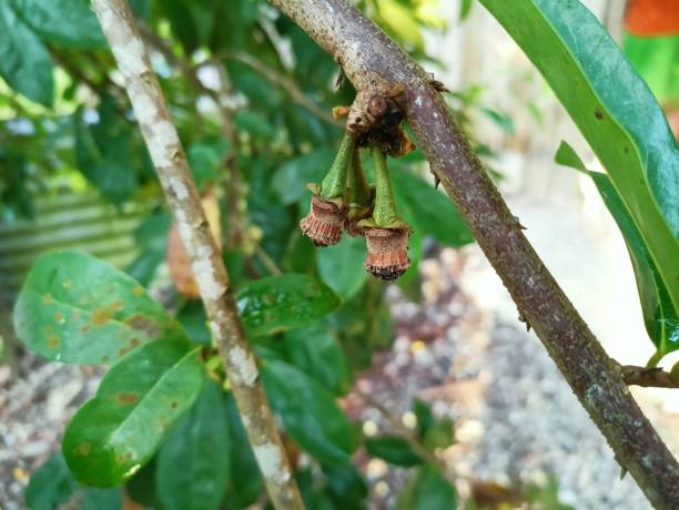 istock Image an of flower soursop fruit 1609125941