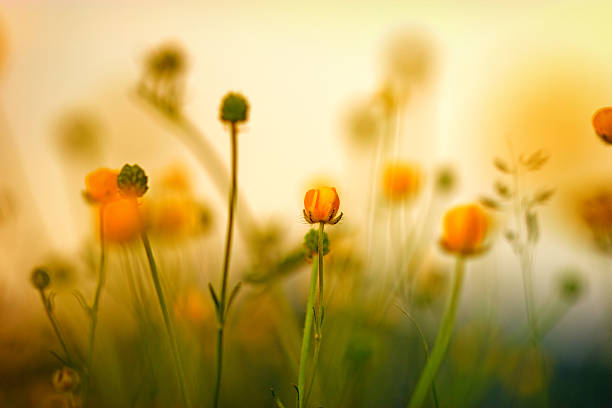 istock Blooming little meadow flower 160913696