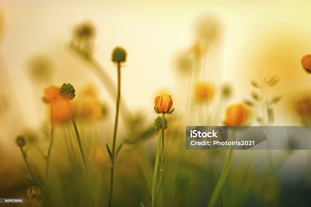 Blooming little meadow flower Agricultural Field Stock Photo