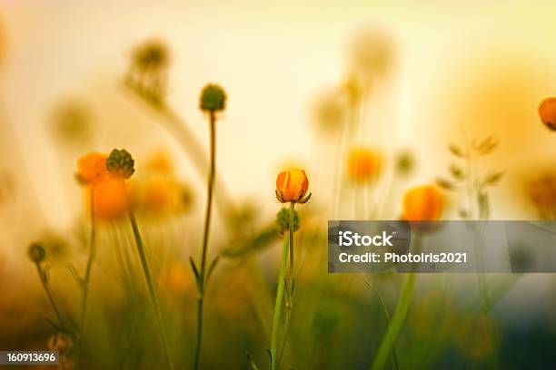 Blooming Little Meadow Flower Stock Photo - Download Image Now - Agricultural Field, April, Beauty In Nature
