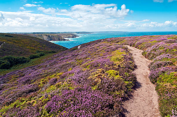 Brittany A small path follows the coastal line at Frehel, Bretagne, France. The foreground is covered by colorful vegetation. In the background we see the coast with beaches and the blue sea. frehal photos stock pictures, royalty-free photos & images