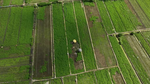 Aerial video of vegetable fields in Tien Giang province