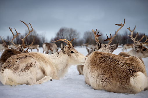 Large herd of reindeer lying down resting in a field of snow