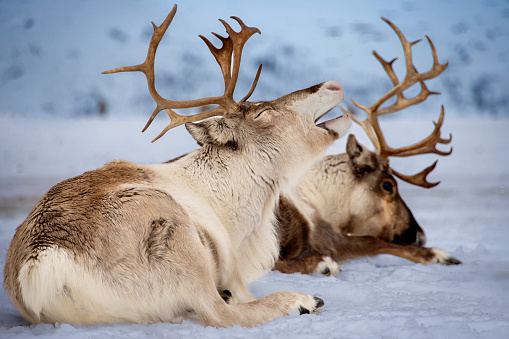 Yawning reindeer lying in a field of snow