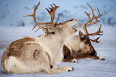 Yawning reindeer