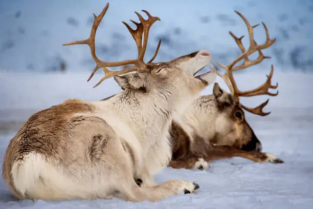 Yawning reindeer lying in a field of snow