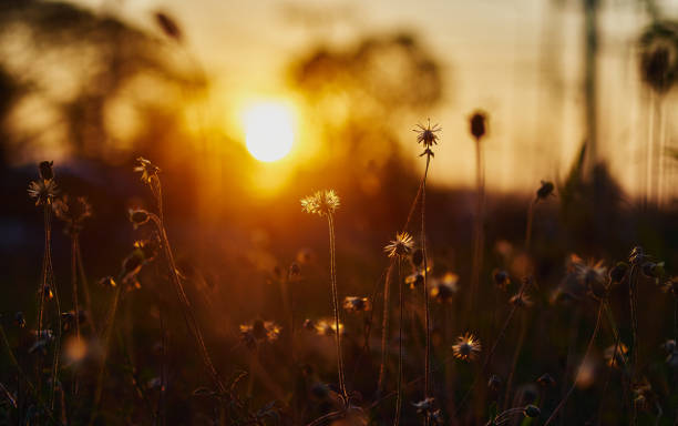 The grass in the wind stock photo