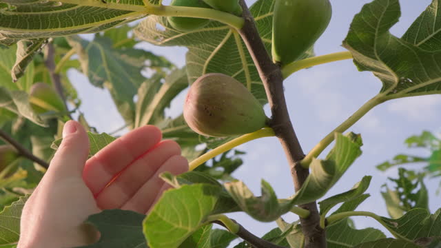 Hand of farmer touching fig fruit on fig tree close up.
