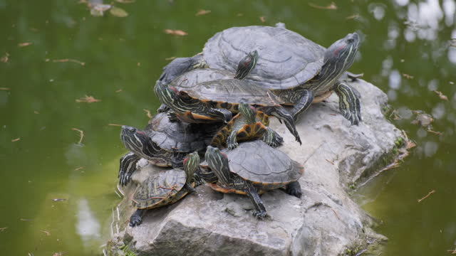 Turtles in pond are sitting on stone.