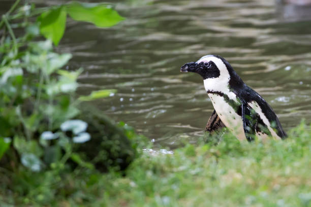 Penguin in a clearing, near the water