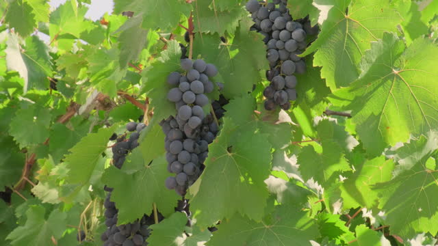 Ripe dark blue grape bunches hang in vineyard