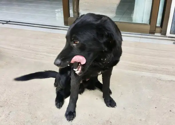 a photography of a black dog sitting on the ground with its tongue out.