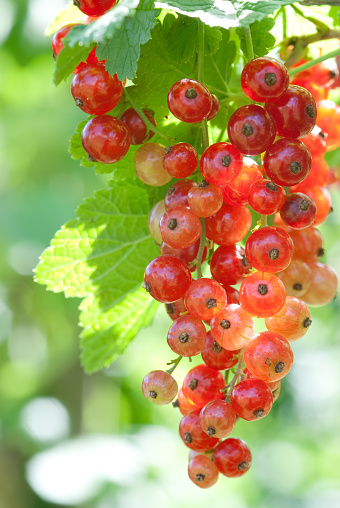 A bunch of red currant on natural green background