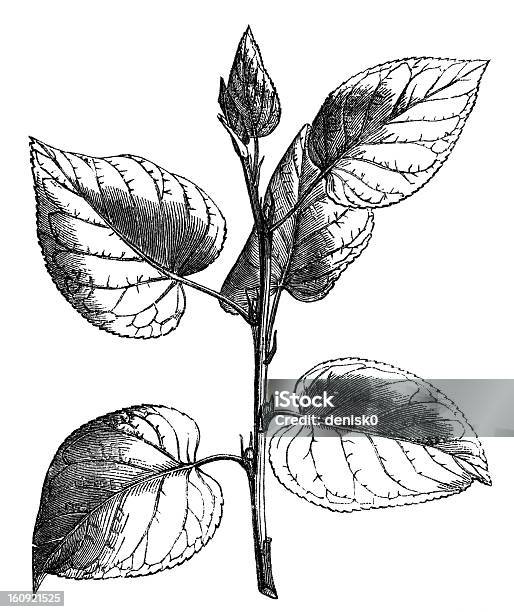 Ilustración de La Rama De Aliso y más Vectores Libres de Derechos de Aliso - Aliso, Botánica, Dibujo al lápiz
