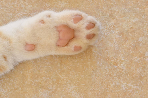 Cat toe beans on the floor.  Tabby cat lying on the floor.