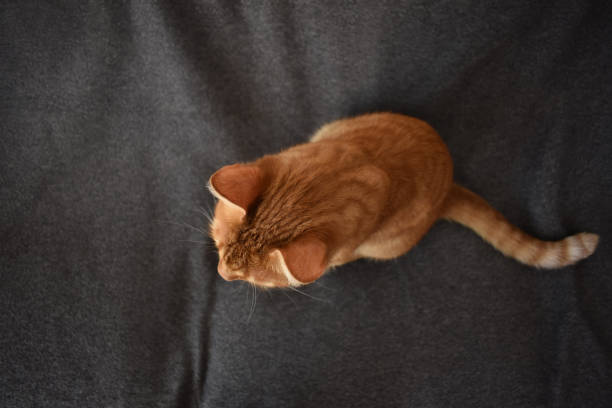 istock Ginger cat sitting on a blanket at home. 1609219482