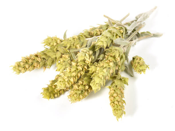 istock Dried Goldern Rod - Healthy Nutrition Isolated 1609223721