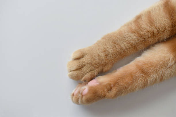 istock Ginger cat paws on the table. Tabby cat sitting on the floor. 1609229699