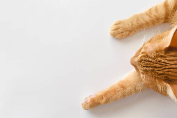 istock Ginger cat sleeping on the table at home.  Happy tabby cat resting in a house. 1609230220