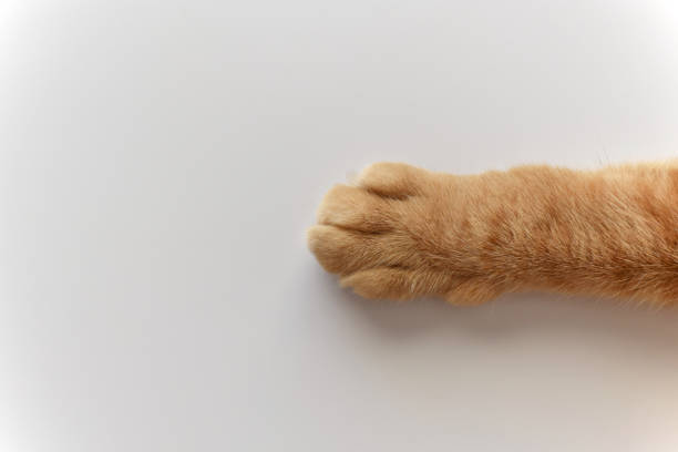 istock Ginger cat paws on the table. Tabby cat sitting on the floor. 1609230229
