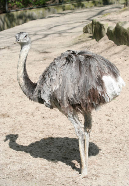 istock Greater Rhea with Shadow at Local Zoo 1609247762