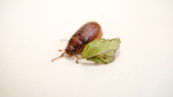 It was taken from an upper angle.Brown insect on a white background.There is a small green leaf next to the beetle, the same size as the beetle.Space for text