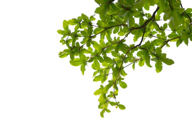 istock green leaf or branch isolated on white background and with clipping path. 1609274716