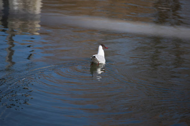 White gull on the background of water - aquatic bird in search of food