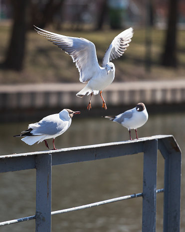 Three white seagulls against the background of water on the pier - dominance among birds - wings to the side a threat