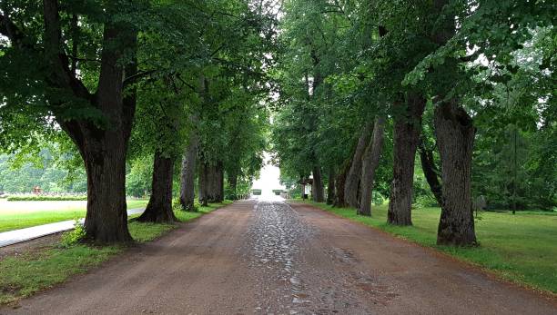 istock Rural dirt road between old trees with green branches closed over it 1609282209