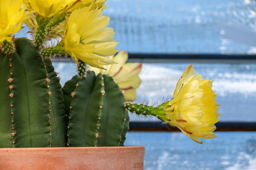 Close up of Echinocereus subinermis Cactus plant blooming with beautiful yellow flowers
