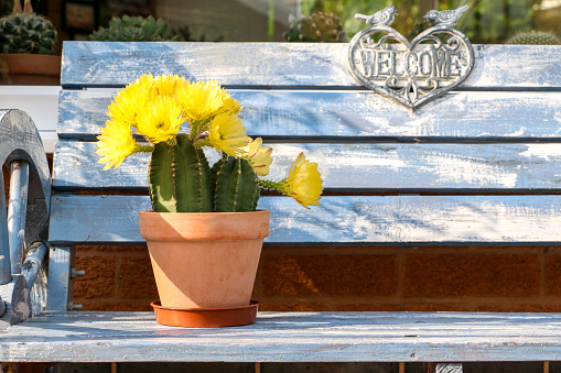 Flowering Echinocereus subinermis Cactus plant in brown clay pot on a light blue bench, blooming with beautiful yellow flowers. Bench is designed with words welcome in heart shape with two birds on top.