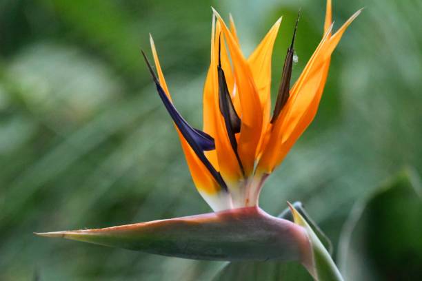istock Bird of paradise 1609287073
