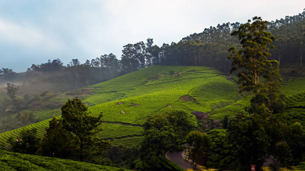 istock Tea plantations in Munnar, Kerala, India 1609290888
