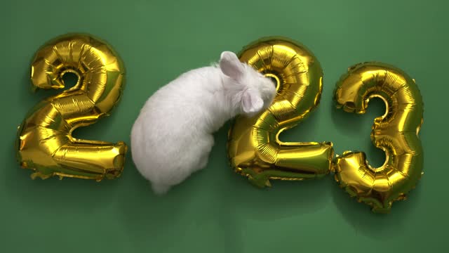 flat lay inflatable golden balloons in the form of numbers 2023 on green background. Year of the rabbit. White rabbit instead of zero. Happy New Year. greeting card